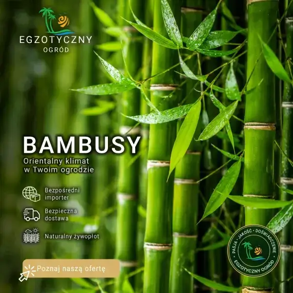 Bambusy Mrozoodporne i Ogrodowe - Phyllostachys, Fargesia, Bambus Czarny