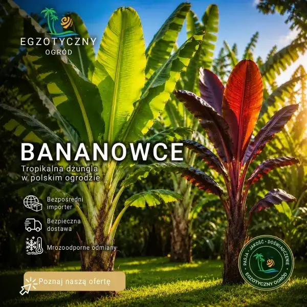 Bananowce Mrozoodporne i Doniczkowe - Musa Basjoo, Musa Sikkimensis, Ensete Maurelii