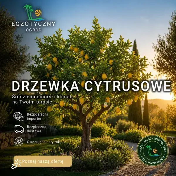 Drzewka Cytrusowe Owocujące - Pomarańcza, Cytryna, Mandarynka, Kumkwat, Pomelo