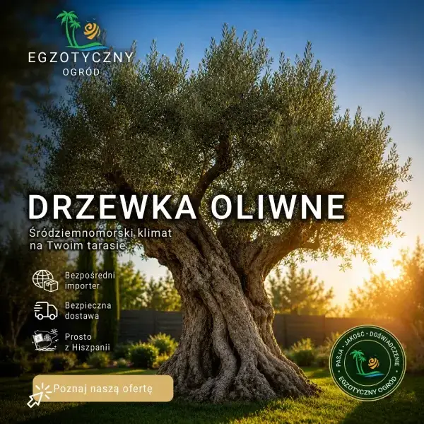 Drzewka Oliwne Olea Europaea - Egzotyczne Drzewka Ogrodowe i Doniczkowe z Hiszpanii