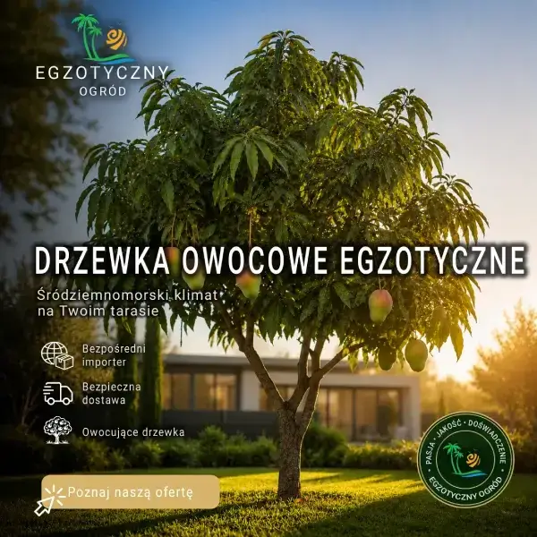 Egzotyczne Drzewka Owocowe - Granat, Figowiec, Awokado, Mango, Drzewa Owocowe Doniczkowe