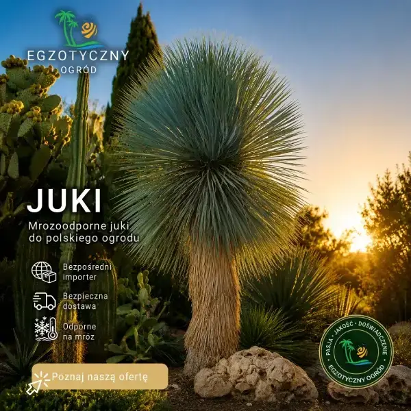 Juki mrozoodporne do ogrodu w Polsce – Yucca rostrata i inne egzotyczne juki