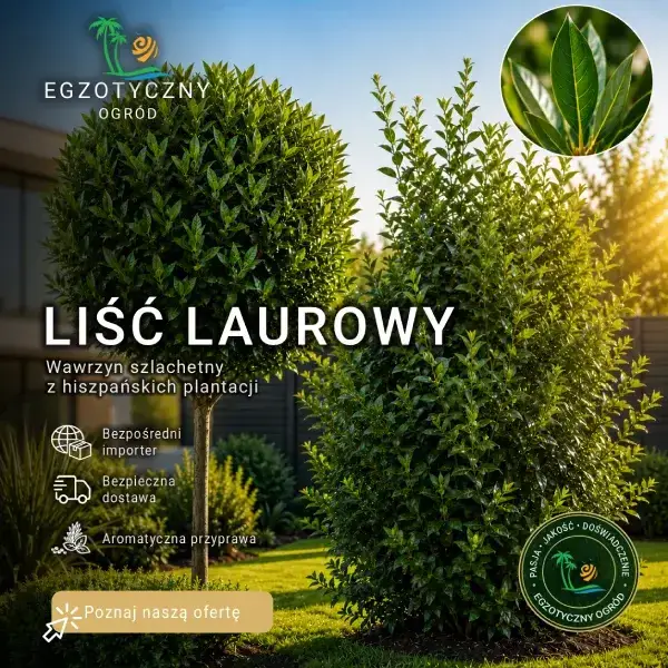 Liść Laurowy - Wawrzyn Szlachetny Laurus Nobilis - Drzewko Doniczkowe i Ogrodowe
