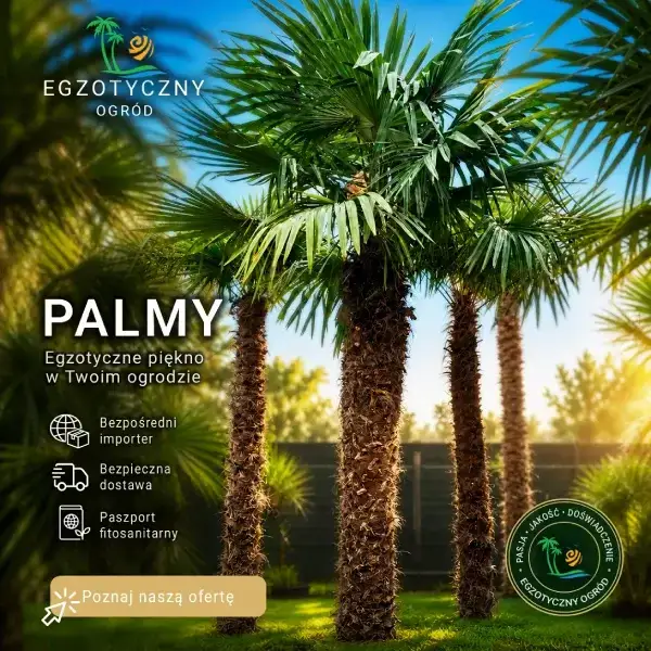 Palmy mrozoodporne do ogrodu w Polsce i palmy tropikalne