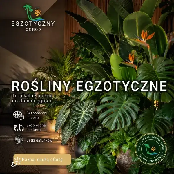 Egzotyczne rośliny doniczkowe do domu, salonu i biura - monstera, filodendron, alokazja, strelicja