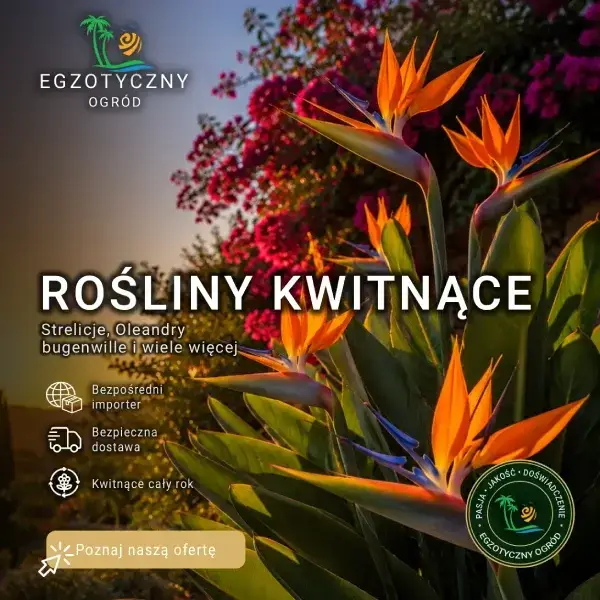 Egzotyczne Rośliny Kwitnące - Bugenwilla, Oleander, Strelicja