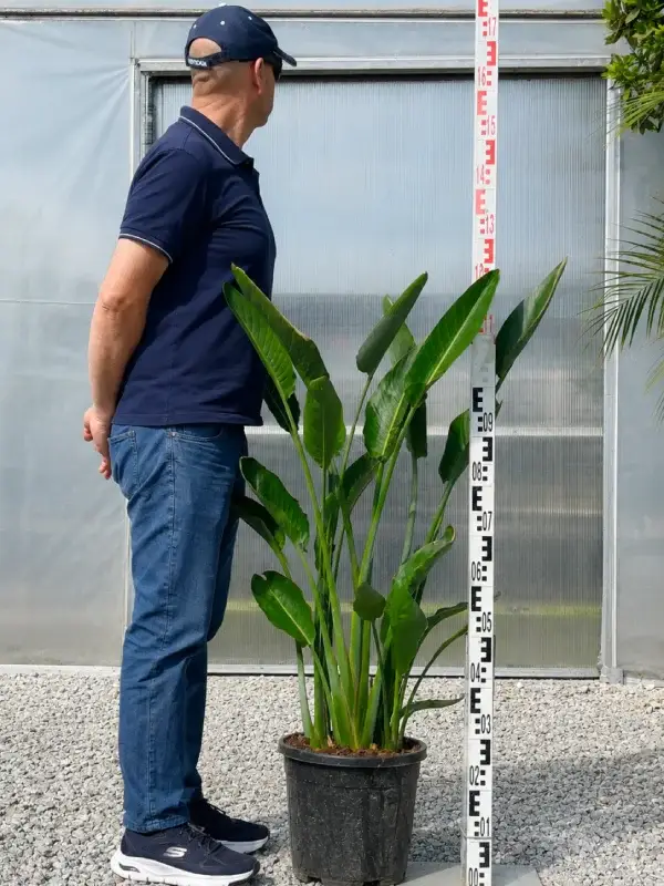 Strelicja królewska 130 cm roślina doniczkowa Strelitzia reginae - Egzotyczny Ogród