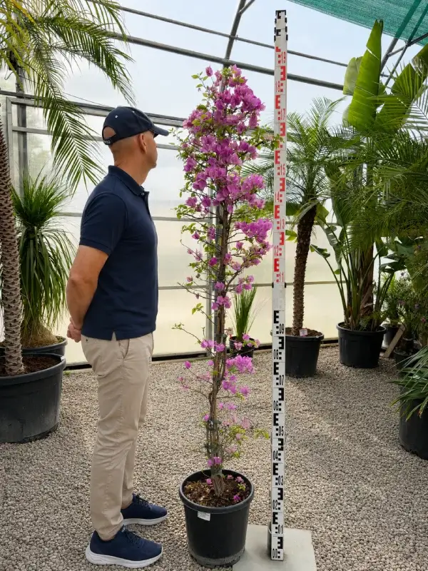 Bugenwilia Pnąca 190 cm Bougainvillea kwitnąca roślina doniczkowa