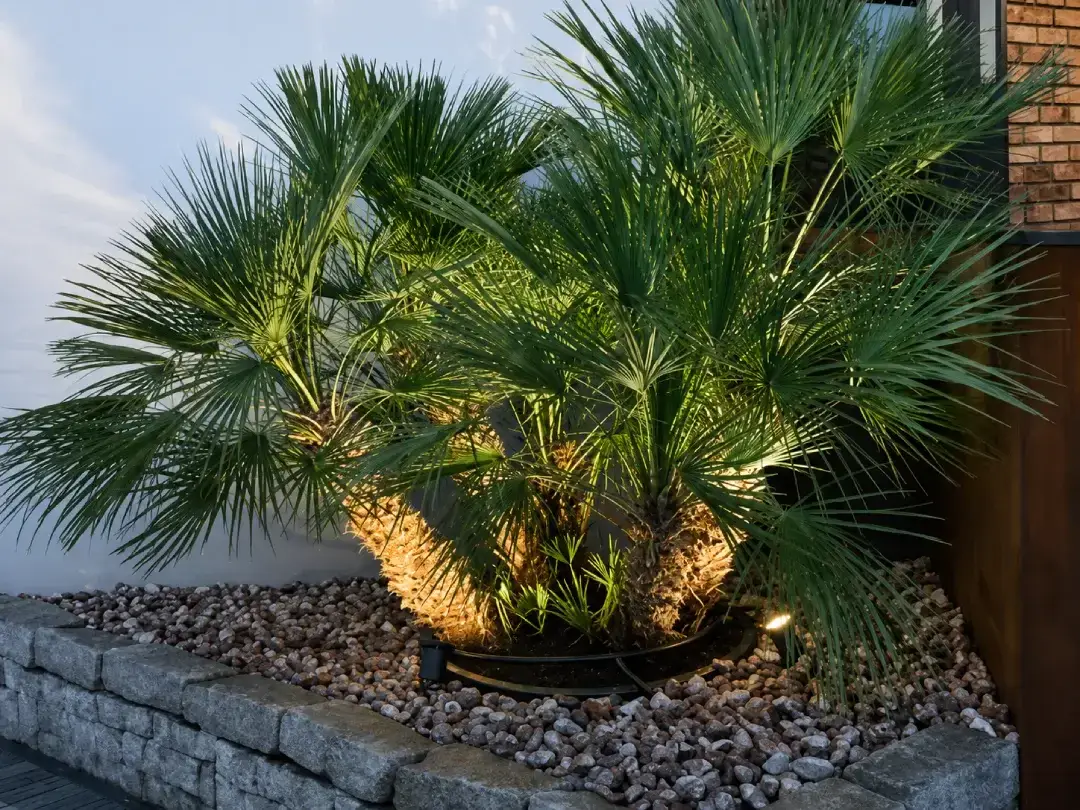 Chamaerops humilis, palma karłatka z dekoracyjnym oświetleniem w ogrodzie klienta