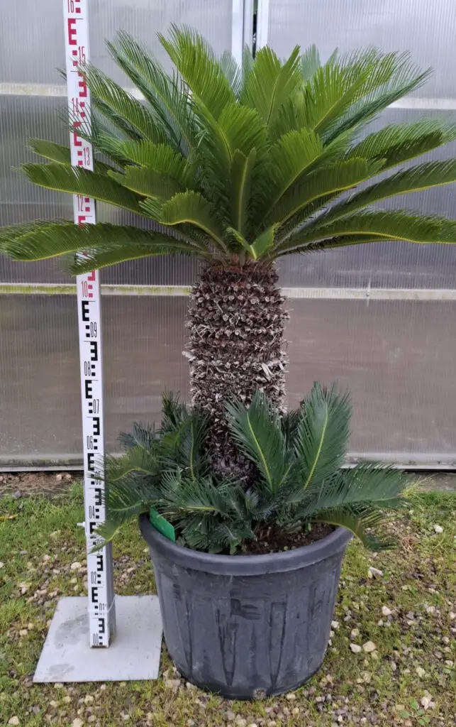 Cycas Revoluta 160-170 cm - Sagowiec Odwinięty to okazały egzemplarz o dużej koronie pierzastych liści.