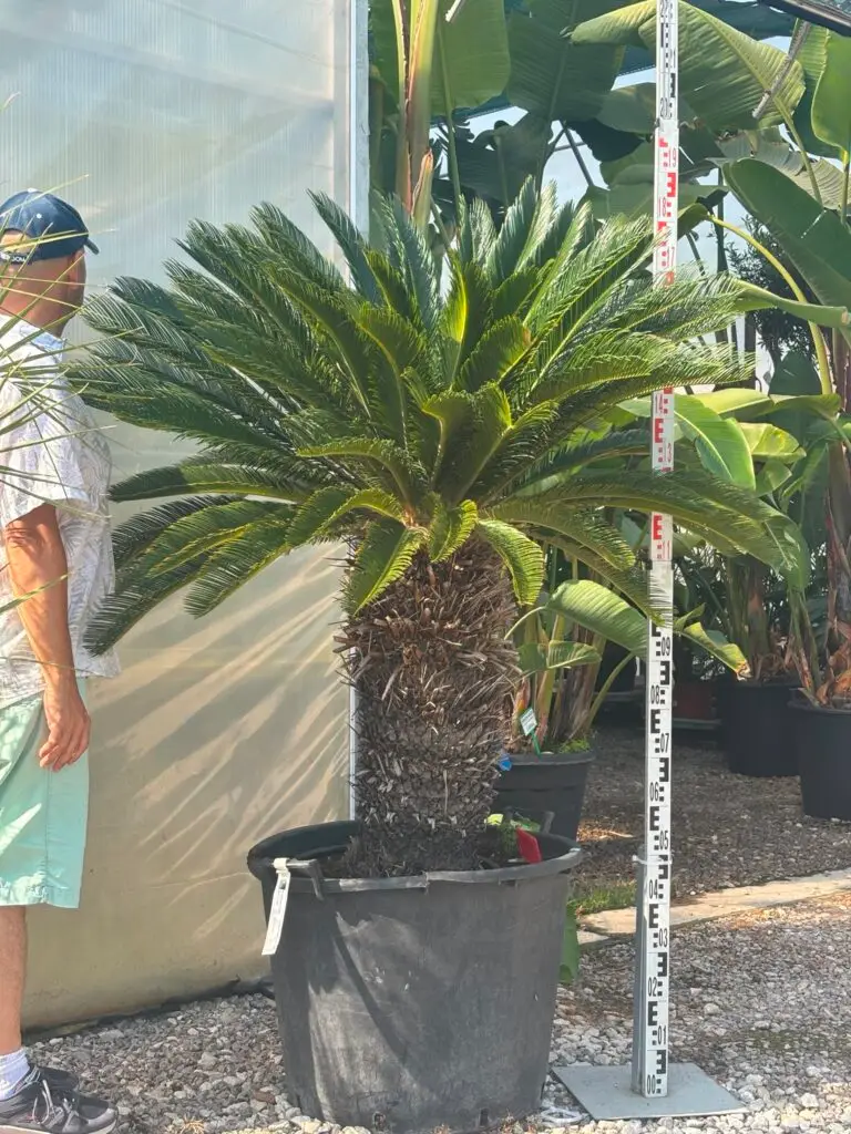 Cycas Revoluta 180-190 cm - Sagowiec Odwinięty
