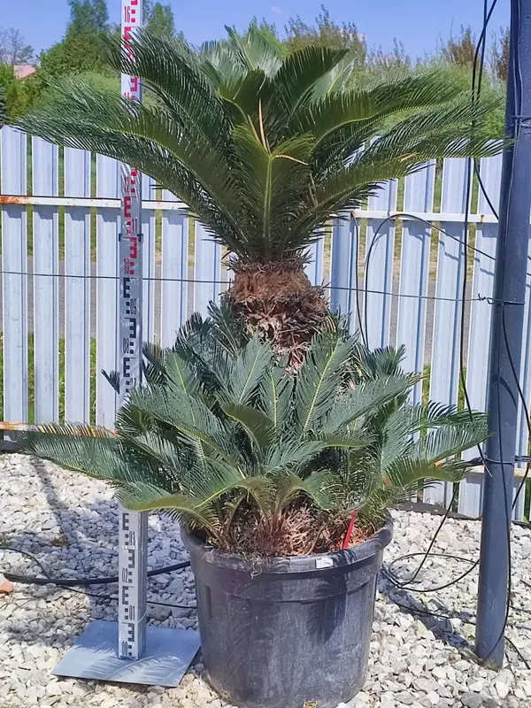 Cycas Revoluta 180 cm - Idealny Sagowiec Odwinięty do Twojego Wnętrza