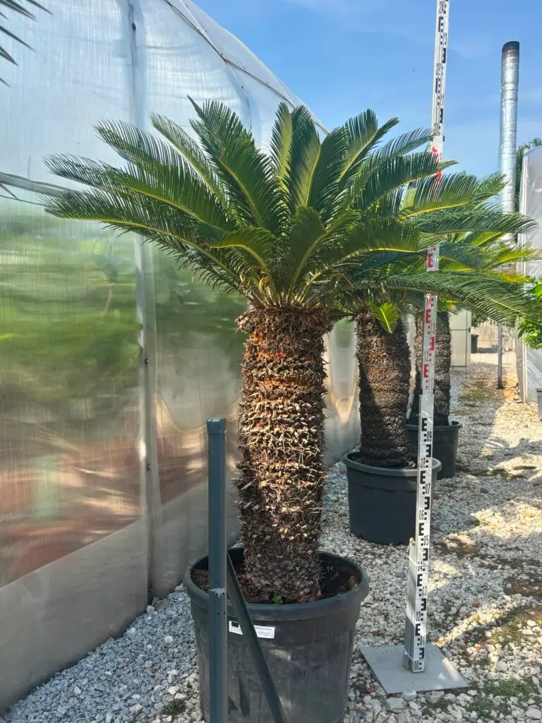 Cycas Revoluta 210-220 cm jako duża roślina ozdobna do wnętrz Premium