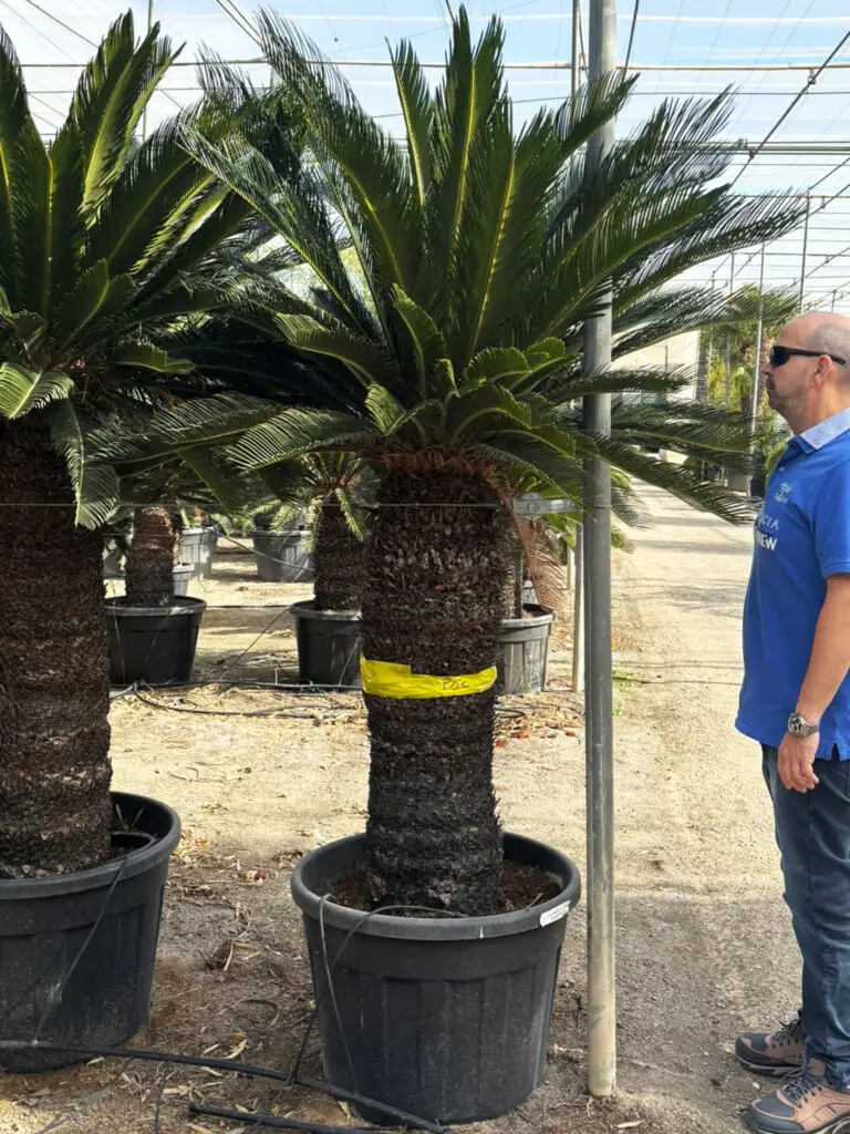 Cycas Revoluta 220-230 cm jako reprezentacyjna roślina do dużego wnętrza Premium