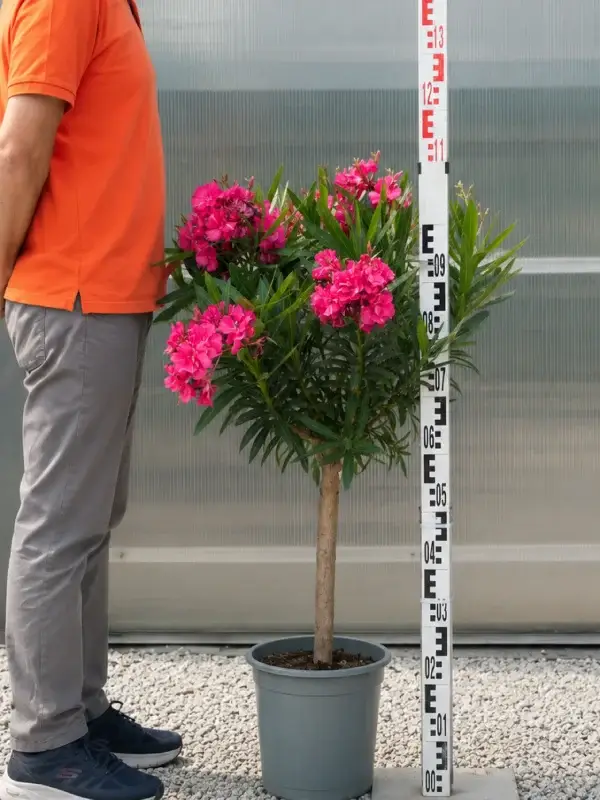 oleander na pniu czerwony 110 cm w donicy kwitnący