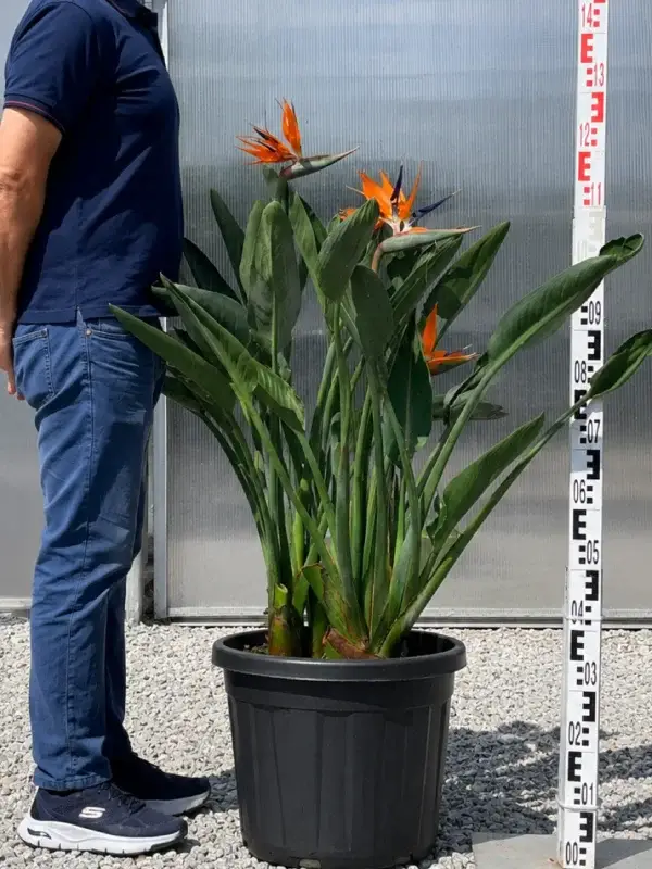 Strelicja królewska 120 cm (kwiat rajski ptak)