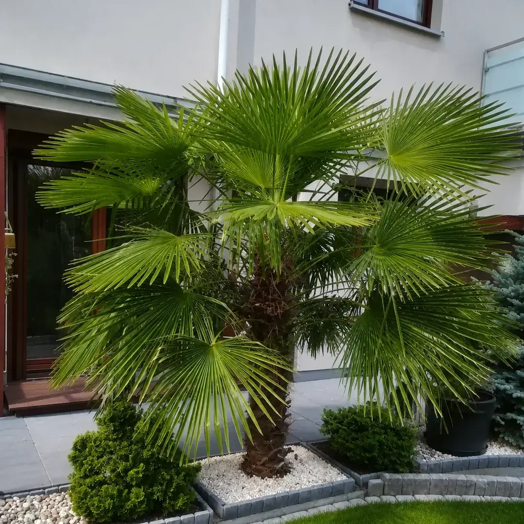 Trachycarpus fortunei przy domu klienta – palma mrozoodporna kupiona w Egzotycznym Ogrodzie