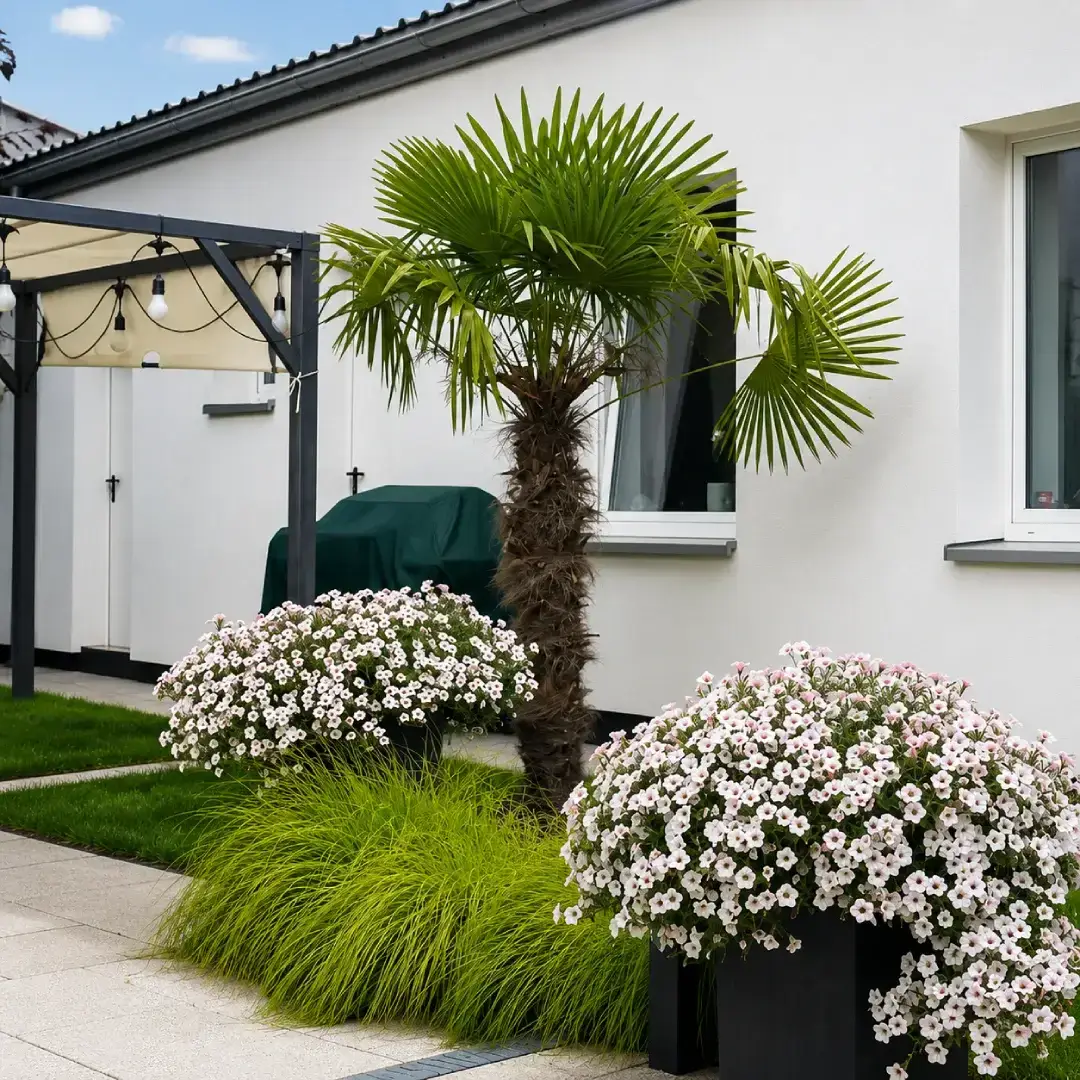 Trachycarpus fortunei w ogrodzie klienta – palma mrozoodporna kupiona w Egzotycznym Ogrodzie