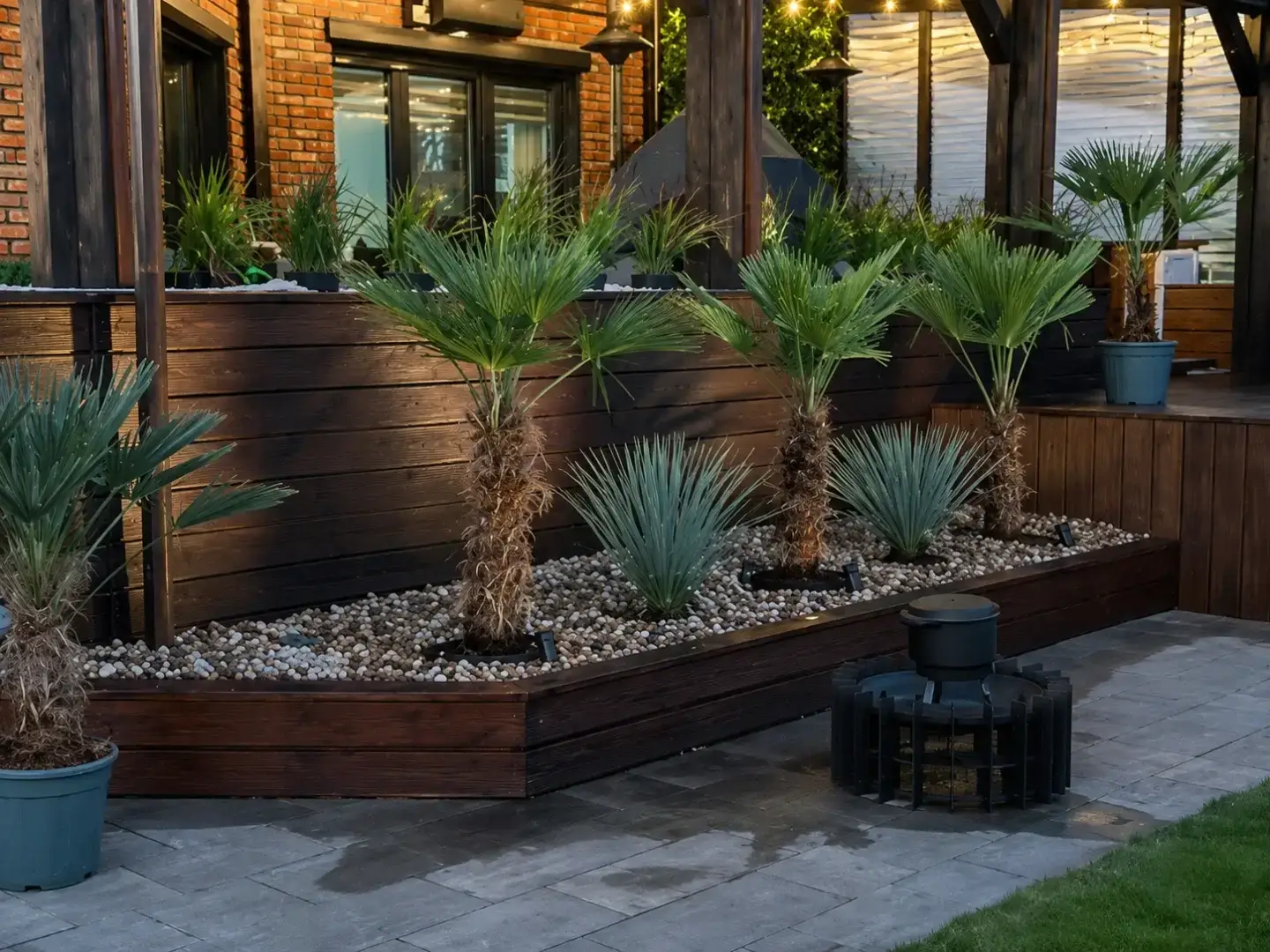 Trachycarpus wagnerianus i Yucca rostrata Blue Swan w ogrodzie klienta po zakupie w Egzotycznym Ogrodzie