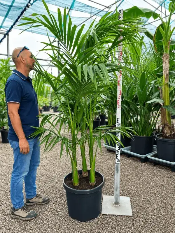 Archontophoenix Alexandrae 200 cm z trzema pniami