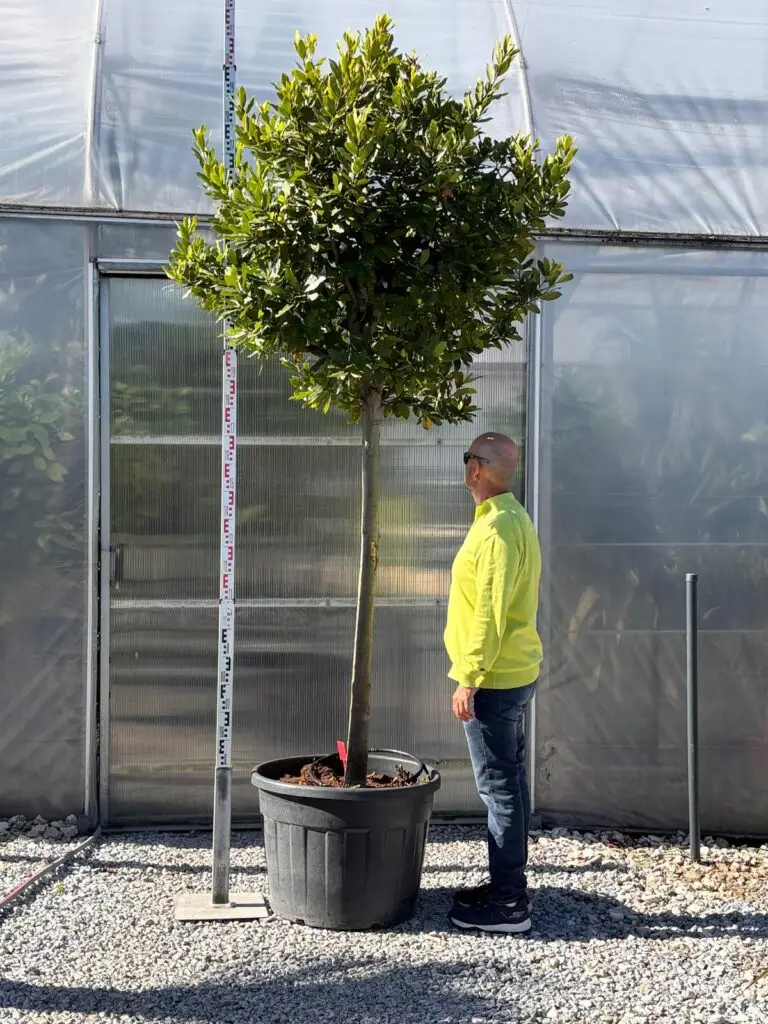 Laurus Nobilis 300 cm – wawrzyn szlachetny na wysokim pniu